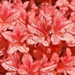 Началось массовое цветение коллекции Рододендронов в минском ботаническом саду!