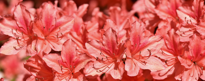 Началось массовое цветение коллекции Рододендронов в минском ботаническом саду!