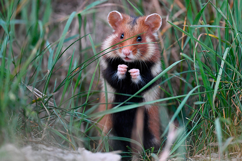 В розыске – дикий хомяк. Вознаграждение 200 рублей!
