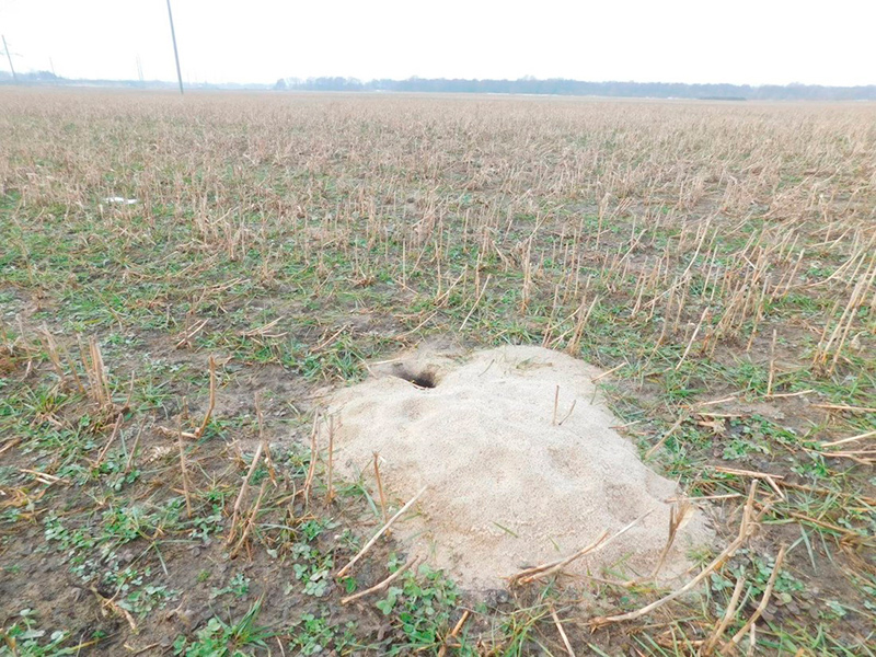 В розыске – дикий хомяк. Вознаграждение 200 рублей!