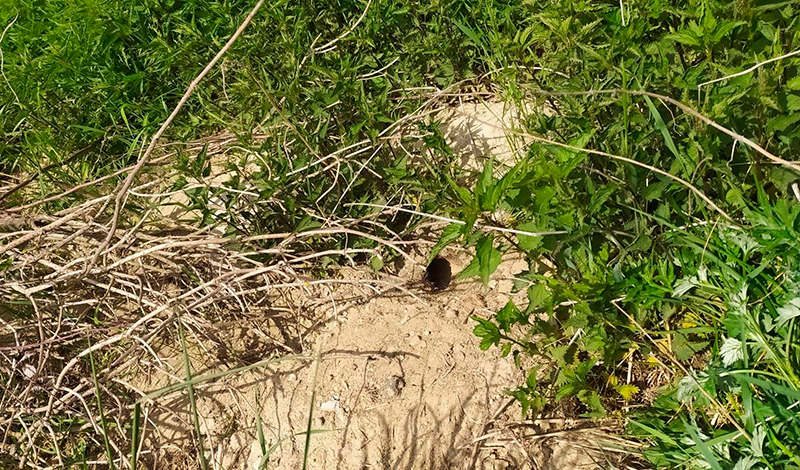 В розыске – дикий хомяк. Вознаграждение 200 рублей!