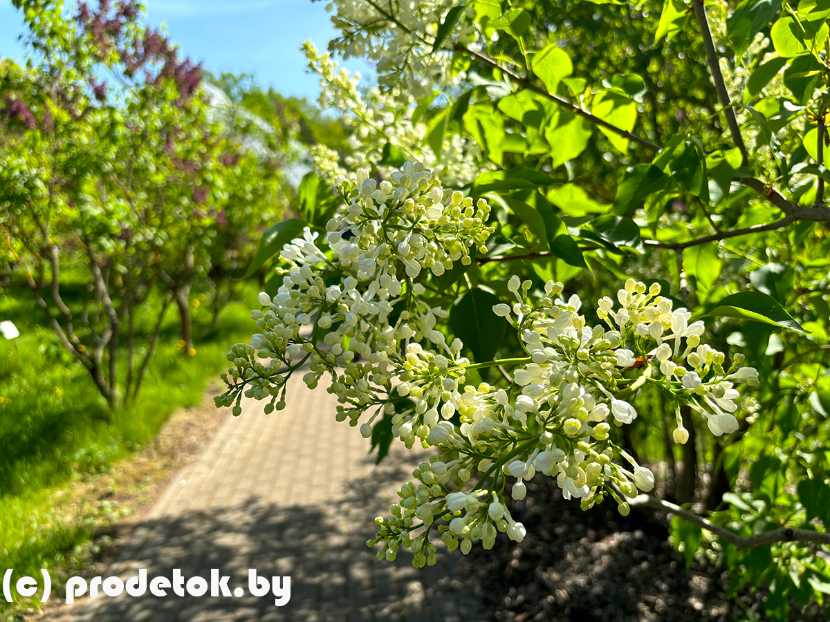 Неделя сирени в ботаническом саду