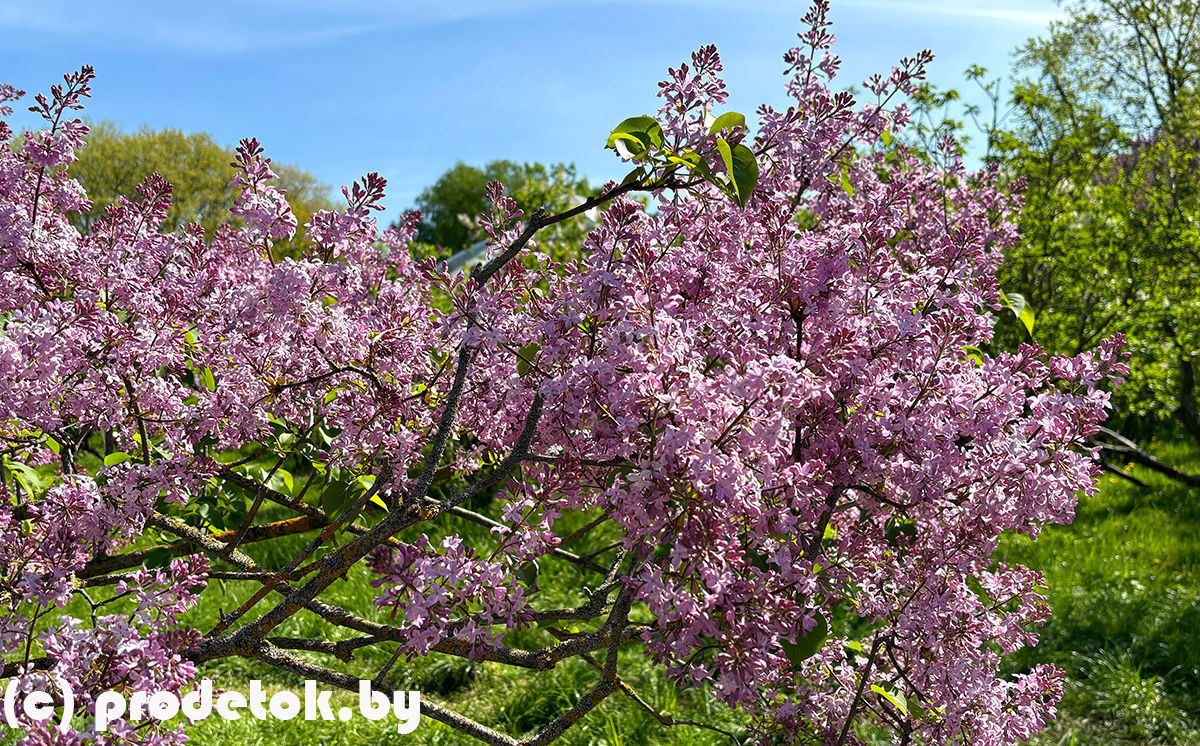 Неделя сирени в ботаническом саду