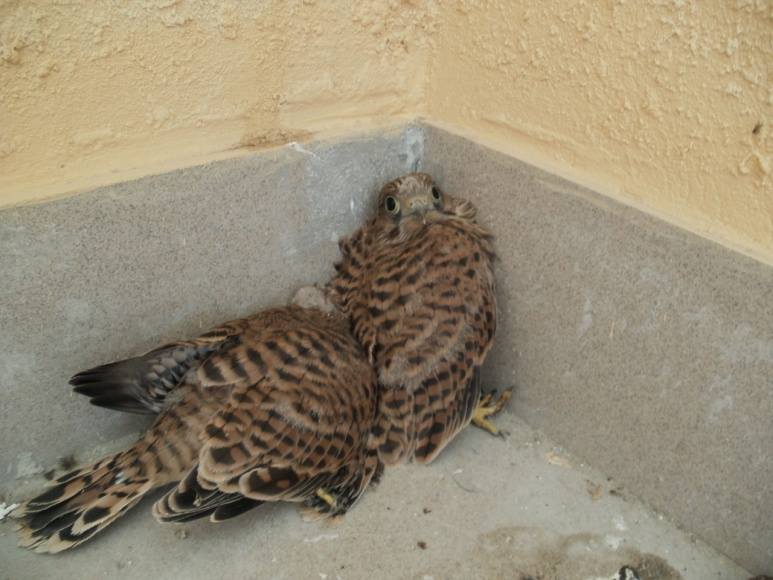 Увидели соколенка на земле? Рассказываем, как помочь