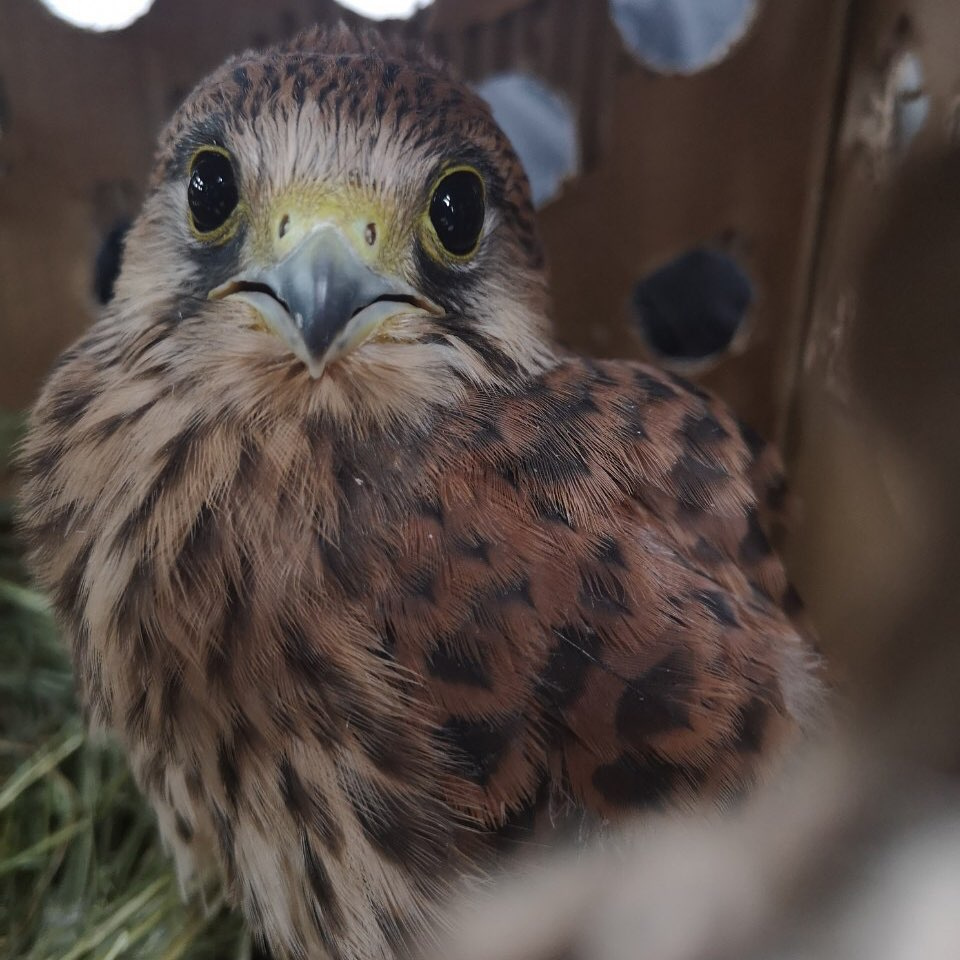 Увидели соколенка на земле? Рассказываем, как помочь