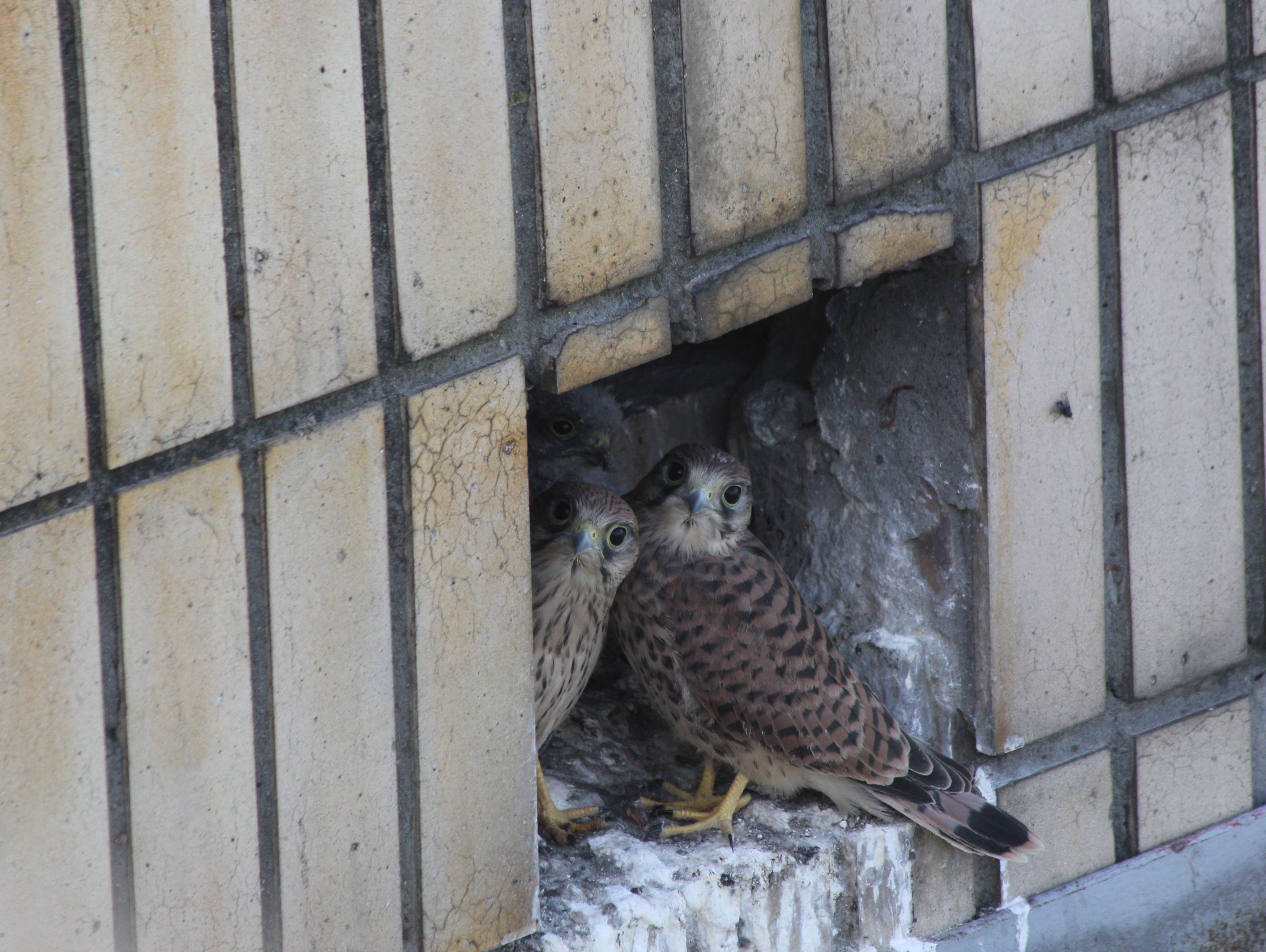 Увидели соколенка на земле? Рассказываем, как помочь