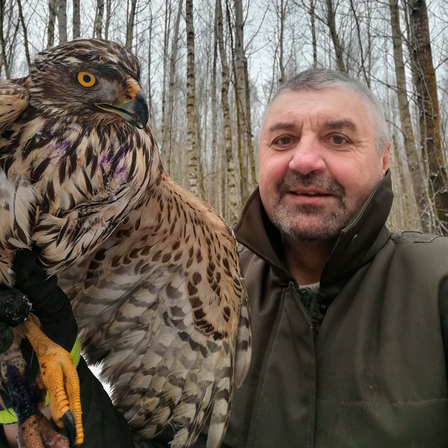 История с хорошим концом: под Минском из капкана освободили ястреба