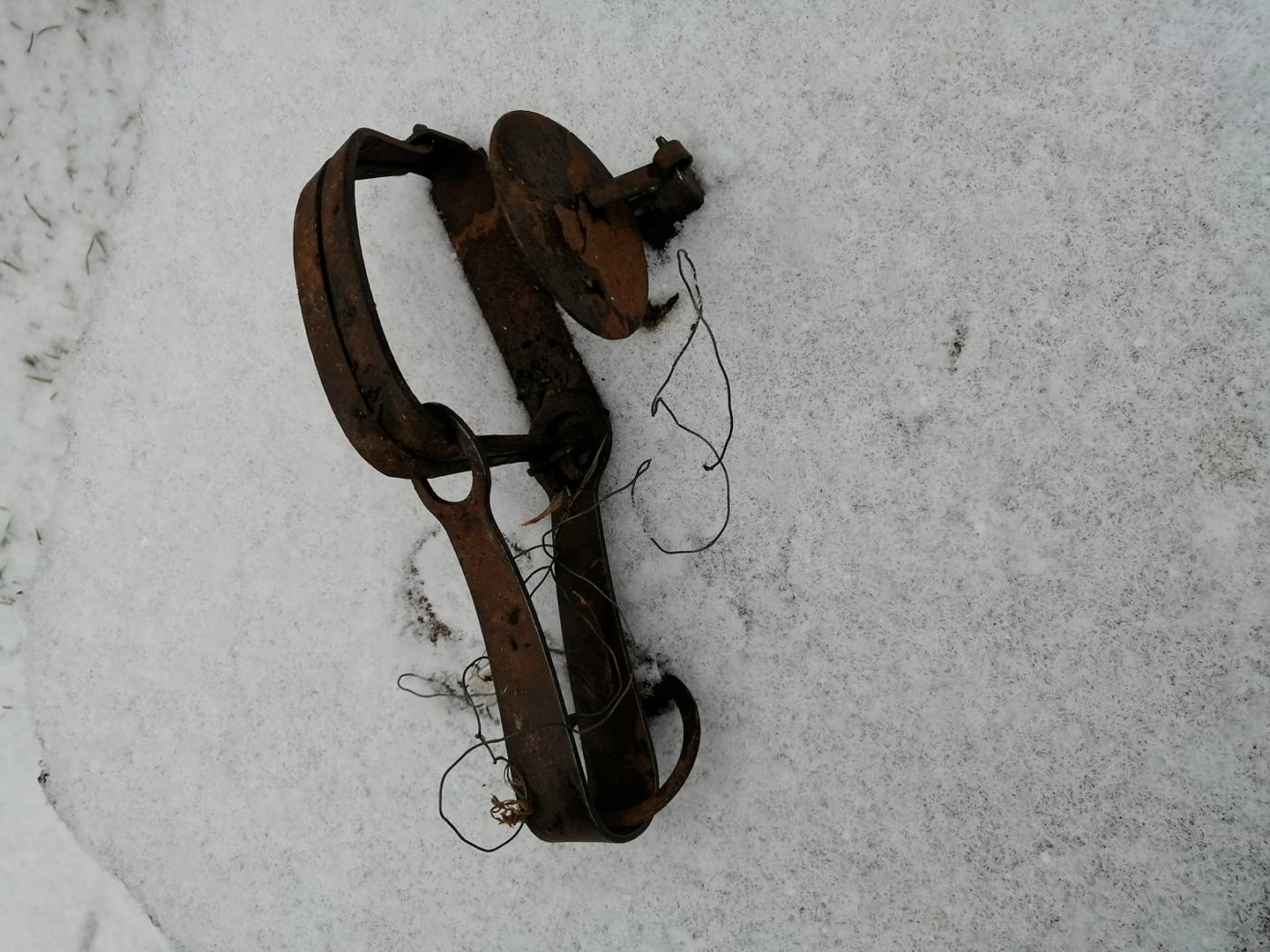 История с хорошим концом: под Минском из капкана освободили ястреба