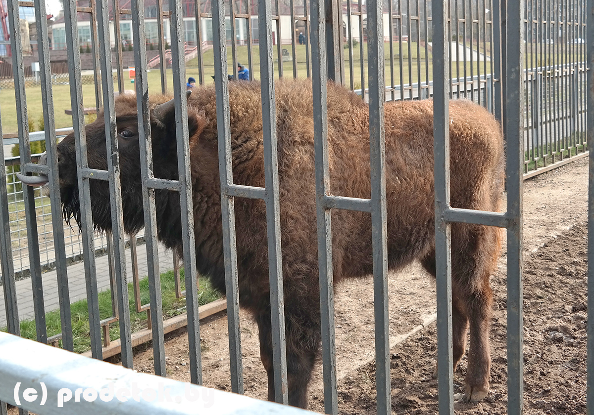 Чем заняться в Минском зоопарке в холодное время года: фотоотчет и отзыв