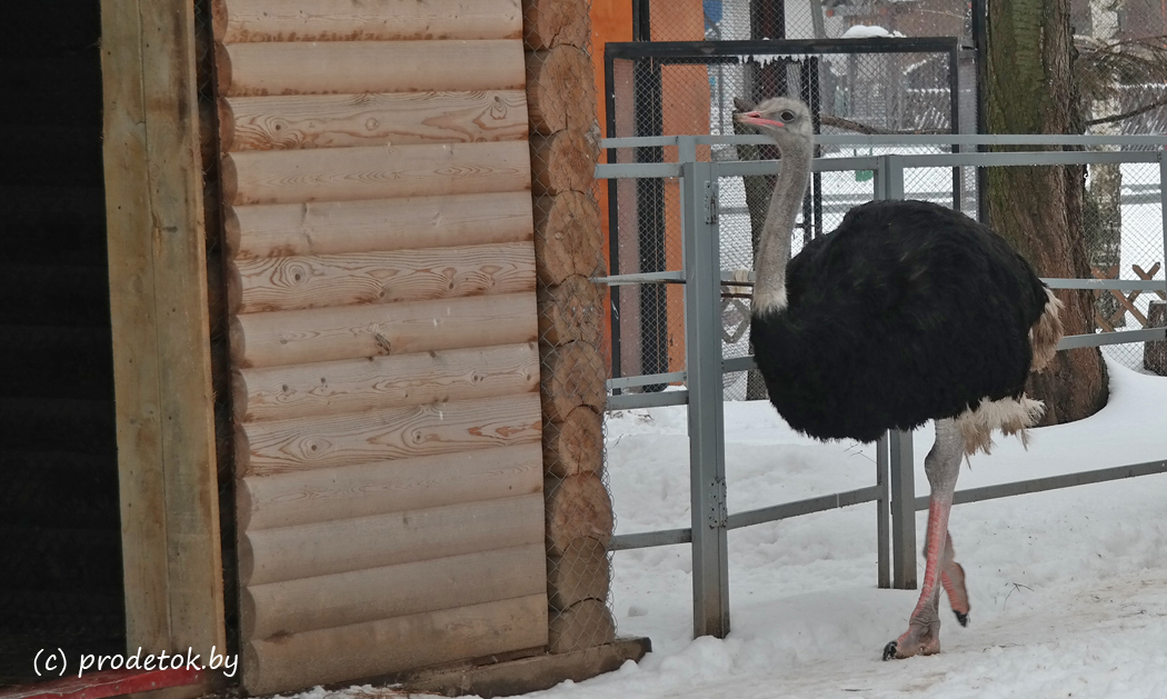 Влюбленные, храбрые и общительные: животные в Минском зоопарке готовятся к весне: фотофакт