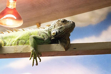 День кабачка в контактном ZOOпарке