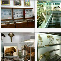 Зоологический музей БГУ