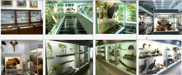 Зоологический музей БГУ